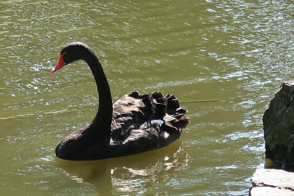 Cisne Negro Zoológico Cativeiro — Fotografia de Stock