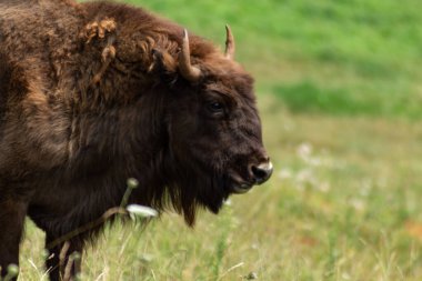 Bizon kafası doğal parkta.
