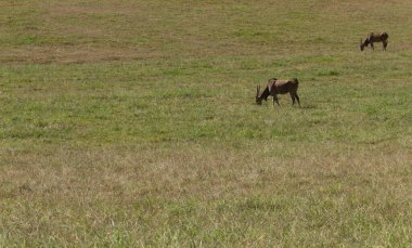 Eland çayırda otluyor.