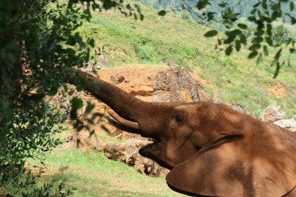 枝の上で食べ物を探している象 — ストック写真