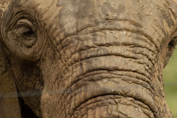自然公園の象頭 — ストック写真