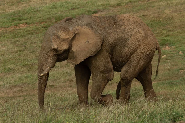 Elefante Caminando Parque Natural — Foto de Stock