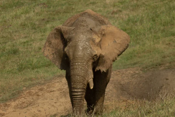 Elefante Acercándose Cámara — Foto de Stock