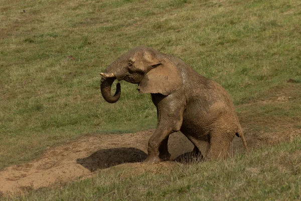 Elefante Levantándose Del Estanque — Foto de Stock