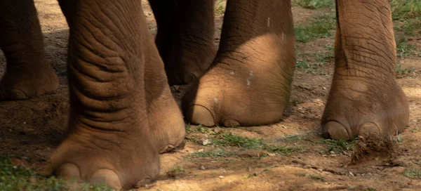 Elephant legs in the natural park