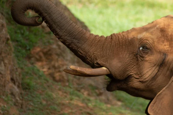 Elefante Hora Del Almuerzo Parque Natural — Foto de Stock