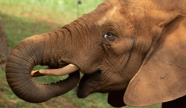 Elefante Hora Del Almuerzo Parque Natural — Foto de Stock