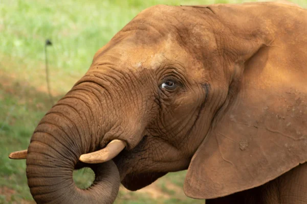 自然公園で象のランチタイム — ストック写真
