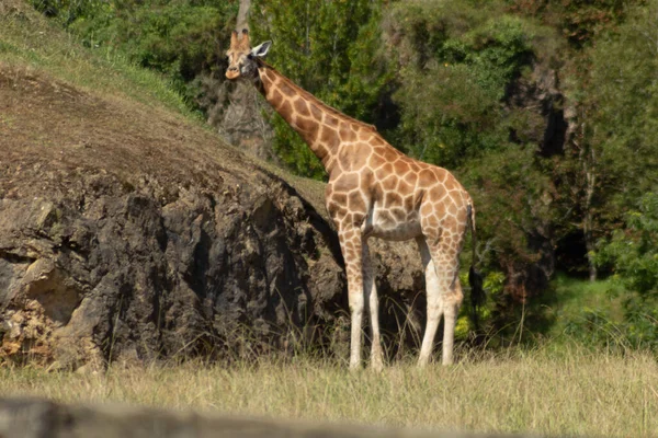 自然公園でのキリンの放牧 — ストック写真