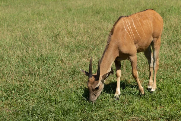 stock image Eland grazing in the meadow