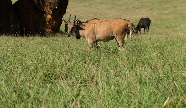 Eland Grazing Meadow — Stock Photo, Image