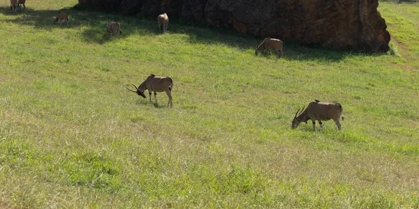 Eland Grazing Meadow — Stock Photo, Image