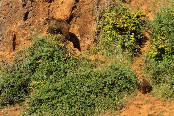 Bear Climbing Mountain — Stock Photo, Image