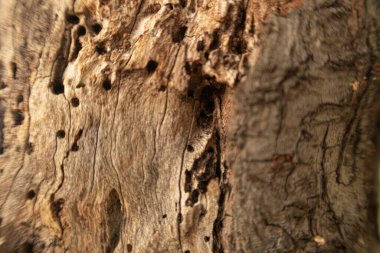 Ağaç kabuğunun arkaplanı ve dokusu