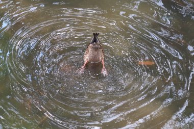 Mallard banyodan sonra güneşlenir.