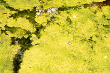 Nehirde yosunlar tarafından oluşturulan kıvrımlar ve köşegenlerle arkaplan