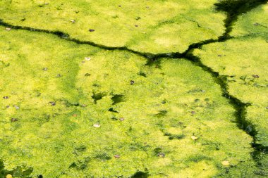 Nehirde yosunlar tarafından oluşturulan kıvrımlar ve köşegenlerle arkaplan