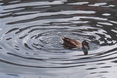 Mallard ördekleri nehirde yüzüyor.
