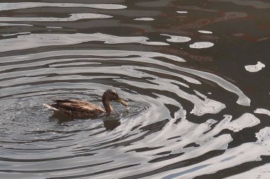 Mallard ördekleri nehirde yüzüyor.