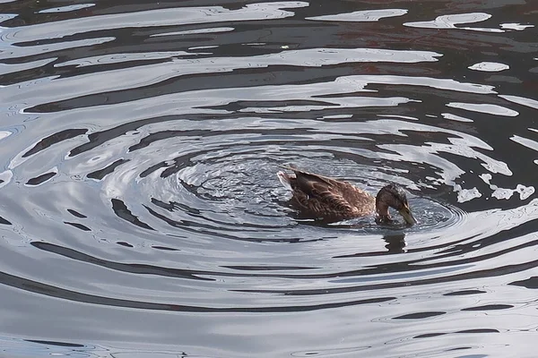 Mallard ördekleri nehirde yüzüyor.