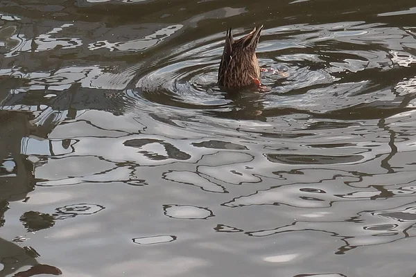 Mallard Ducks Swimming River — Stock Photo, Image