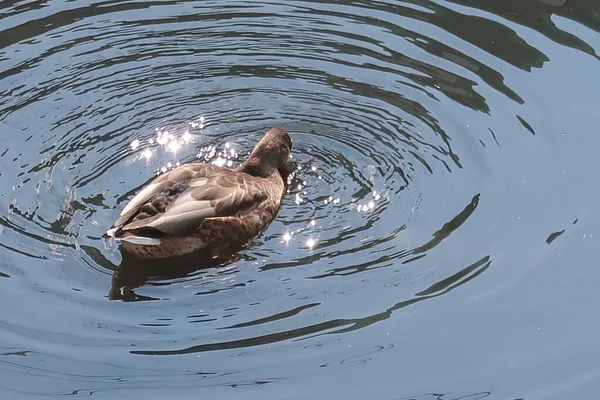 Canards Colverts Nageant Dans Rivière — Photo