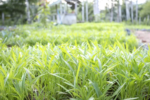 Fresh green, water spinach, chinese spinach or morning glory in