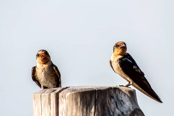 Bird, Pacific swallow (Hirundo tahitica) isolated in