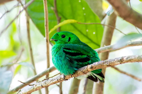 Bird color (green broadbill) bird in vivid green color in forest