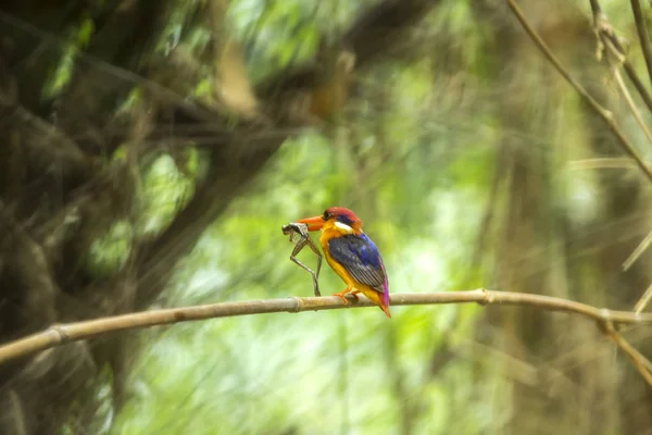 Bird, beautiful bird, black backed kingfisher (Oriental Dwarf Ki