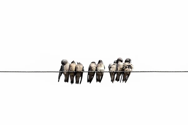 Bird, lot of little birds sitting on a rope and chirping merrily with white background