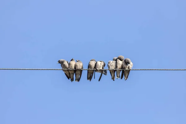 Bird, lot of little birds sitting on a rope and chirping merrily