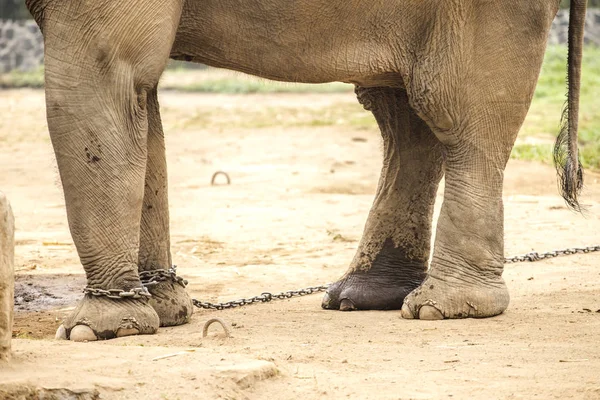 Elephant foot, Elephant legs with chain in National Park