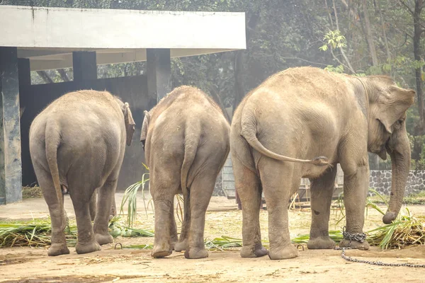 Elephant foot, Elephant legs with chain in National Park