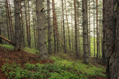 Zeminde yeşil ve kırmızı yaprakları ve arka planda altın sisi olan bir çam ağacı ormanının tabanı.
