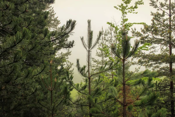 Vista Retroiluminada Las Ramas Superiores Bosque Pinos Con Niebla Dorada —  Fotos de Stock