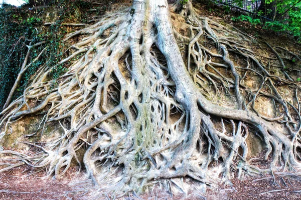 Exposed Roots Large Tree Popular Landmark Greenville Downtown Falls Park — Stock Photo, Image