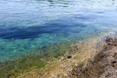 Renkli sualtı dünyası ve kayalık bir resifte sakin, şeffaf su içindeki kara deniz kestaneleri. 