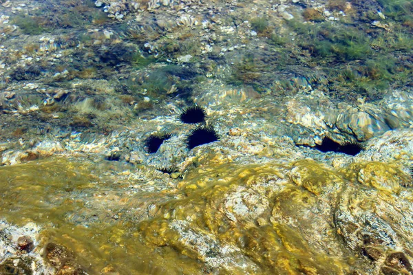 岩礁の上で穏やかな透明度の高い水の中でカラフルな水中世界と黒のウニ — ストック写真