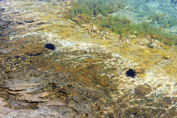 岩礁の上で穏やかな透明度の高い水の中でカラフルな水中世界と黒のウニ — ストック写真