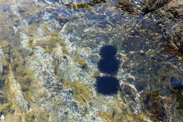 岩礁の上で穏やかな透明度の高い水の中でカラフルな水中世界と黒のウニ — ストック写真