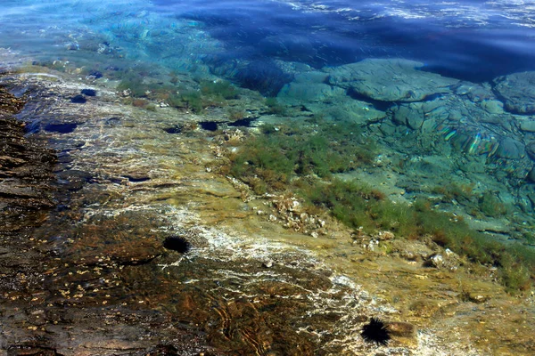 岩礁の上で穏やかな透明度の高い水の中でカラフルな水中世界と黒のウニ — ストック写真