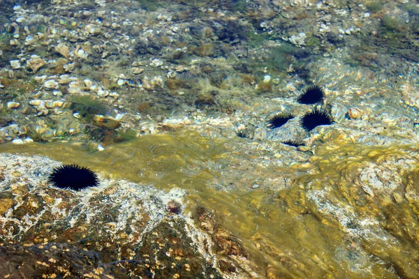 Colorido Mundo Marino Submarino Erizos Negros Aguas Tranquilas Translúcidas Arrecife — Foto de Stock
