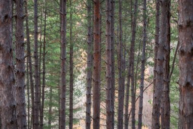 Portakal rengi, çam ağacı ormanında soyulmuş ağaç gövdesi ve bulanık arka planda yumuşak altın ışık üzerine seçici bir odak.