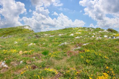 Zirvenin üzerindeki beyaz bulutlar Sırbistan 'daki kuru dağda Trem ve çayırda canlı sarı çiçekler