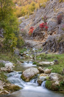 Dar bir vadide uzun bir dağ deresi ve arka planda sonbahar renkli kırmızı bir ağaç.