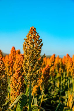 Meksika 'da Sorgo en cultivo