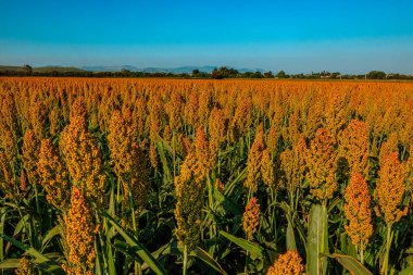 Sorgo en cultivo on Mexico Toma Abierta