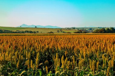 Sorgo en cultivo en Mexico y montaas
