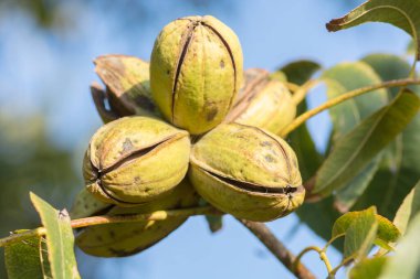 Olgun fındık (Carya illinoinensis) ağaçta, kabukları açık, hasat için hazır